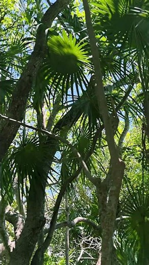 Cenotes: Sacred Mirrors of the Earth #cenotes #mexicotravel #travel