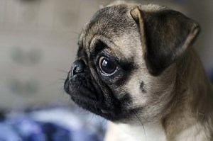 How To Tell If My Recently Spayed Dog Has An Infection - Cuteness