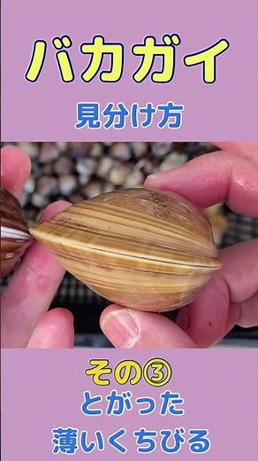 潮干狩り、【バカガイ】の見分け方#shorts