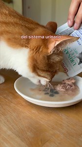 Scopri la linea HFC Urinary Help, l'umido pensato per supportare il benessere delle vie urinarie di ogni gatto: 🫐 Con mirtilli rossi che aiutano a creare un ambiente urinario meno favorevole alla proliferazione batterica; 🥩 Ricette 100% naturali e monoproteiche; 🌿 Ricette senza glutine; 📦 Ora a un prezzo speciale in tutti i punti vendita aderenti all'iniziativa! | Almo Nature