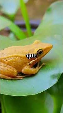 7 Colombian Animals So Rare They Seem Fictional! #funfacts #animals #nature