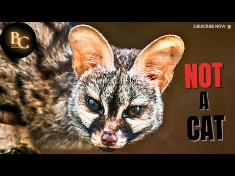 This Animal Ruins Everything You Thought You Knew| The Genet