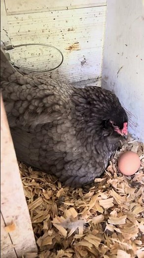 Signs your hen is broody: a quick guide #chickens