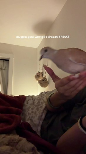 Understanding Your Pet Dove's Touch Preferences