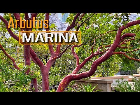 Amazing Bark, Amazing Tree! Arbutus Marina (Marina Strawberry Tree)