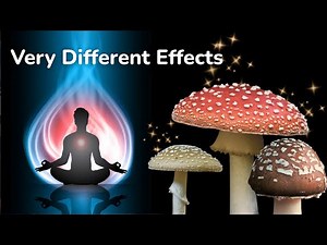 The Amanita Family Breakdown: How Muscaria, Regalis & Pantherina Affect You Differently