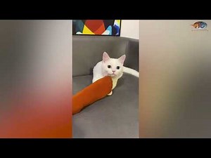 Lustig - katzen bekommen das würgen