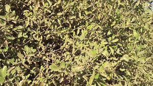 El Vichayo (Capparis Avicenniifolia) es un arbusto nativo del bosque seco ecuatorial 🌳. Se distribuye en la costa donde habita en las zonas desérticas 🌵,médanos y dunas. 🌞 Requiere | Revolución Árbol