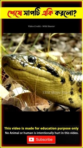 Emotional Story of Anaconda Snake 🐍 & Two Friends || Snake Video #shorts #anaconda #snake bhoot cid