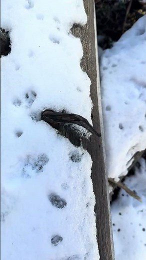 Squirrel tracks in the snow