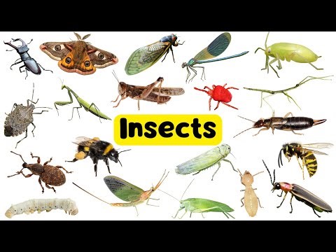 20 Insects Names in English | Fun Learning Video for Kids with Bugs and Creepy Crawlies 🐞