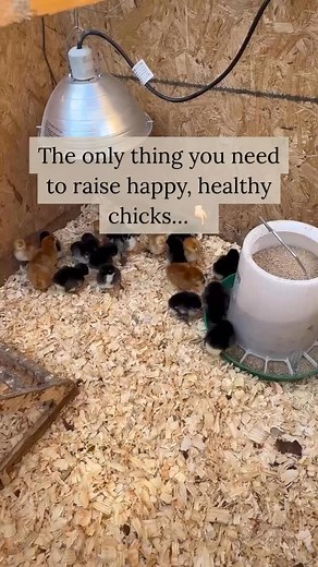 1K views | Want to raise strong, healthy chicks?  It all starts with...