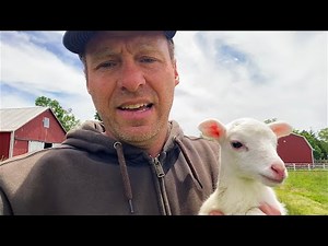 3 Deadly Rotational Grazing Mistakes - Red Devon cattle, St Croix sheep, Idaho Pasture Pigs, Chicken