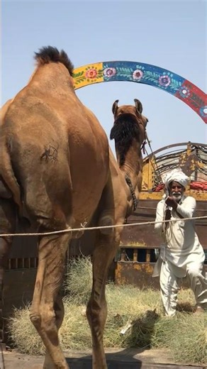 كيف يضع رجل عجوز جداً أوت في سيارة في سوق الصحراء؟