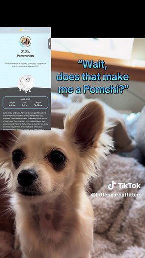 Embark’s Breed Health Test gives you more than just a breed breakdown — it’s a full genetic map of your dog’s ancestry, traits, and future health risks. Whether your pup is a mystery mix or a known breed, this test reveals what’s written in their DNA. You’ll get a detailed breed composition from over 250 breeds, plus insights into physical traits like coat type, size, and behavior tendencies. But it doesn’t stop there — Embark screens for over 250 genetic health conditions, including those linke