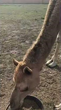 Baby camel noise