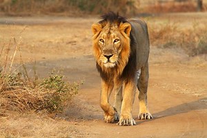 Asiatic lion - Alchetron, The Free Social Encyclopedia