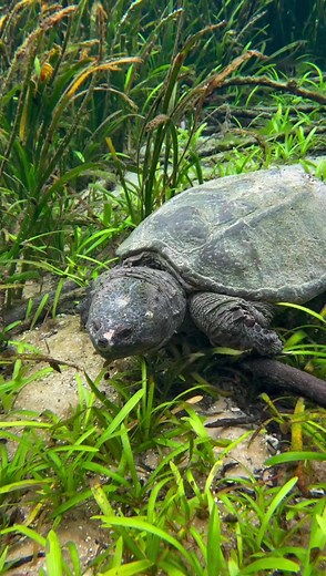 Cool turtle 🐢 | Boondock Springs Eco-Tours