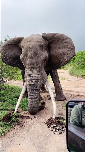 Elephant Big Tusker Crushes Ground in Powerful Display