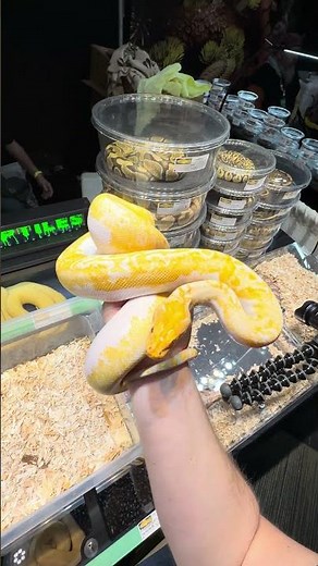 Albino Pied Burmese python absolutely STUNNING! #snake #reptiles #fyp #burmesepython #animals