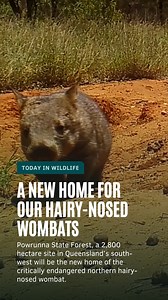 Powerunna State Forest 📍in the north-west of St George has been chosen to be the new home for northern hairy-nosed wombats. This is a huge win for the protection and preservation of this critically endangered species 👏. This site was chosen because of its unique soil, which is perfect for the wombats to burrow. @Queensland Parks and Wildlife Service (QPWS) will begin preparing the site by taking measures to eliminate predators ❌ , installing water stations for the wombats 💦, and digging burro