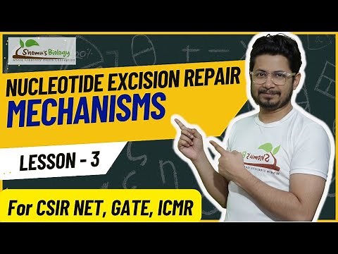 Nucleotide excision repair mechanism | DNA damage repair lecture