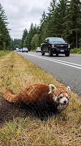 A Red Panda was trapped in net so a kind man help rescue him #reelsvideo #reelsviral | Wildora