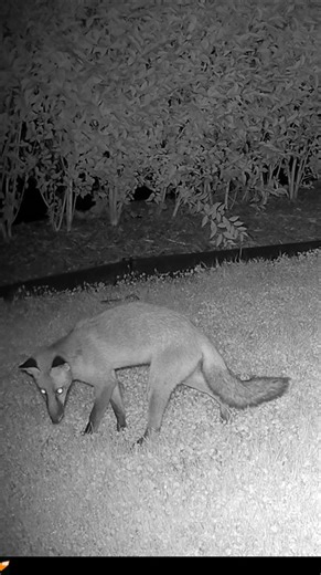 Fox Caught In Garden on Night Vision Wildlife Camera
