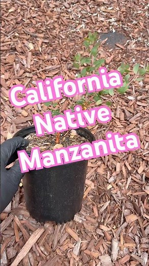 Planting my new Lester Rowntree Manzanita, a California native with pink flowers and reddish bark.