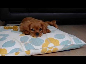 Cavalier KC puppy age 3months