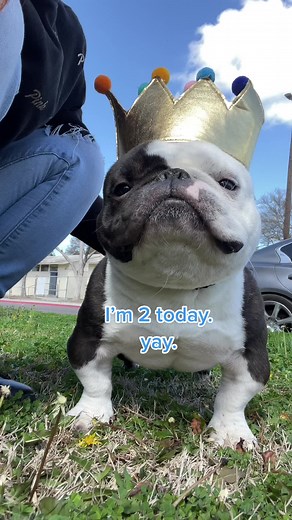 Funny Cowboy Birthday Wishes for Dogs | Happy Birthday Cowboy 🧁