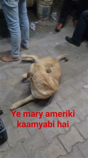 Ye mary ameriki kaamyabi hai#subscribe # bejuban#helpdog#doglover# docker# sakoon# street dog#💯🧿🫶🐕