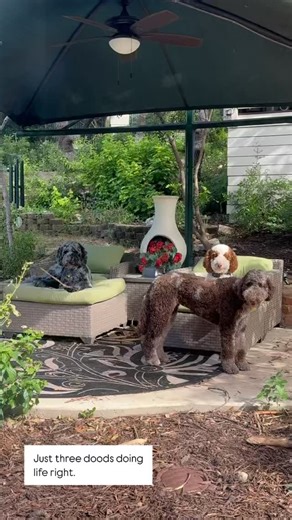 GFF on Instagram: "I always love updates from Marla & her doodles! Bucket (red and white parti Goldendoodle), Tuna (chocolate merle labradoodle) and Goose (blue merle labradoodle). These doods are living their best lives and providing endless entertainment!"
