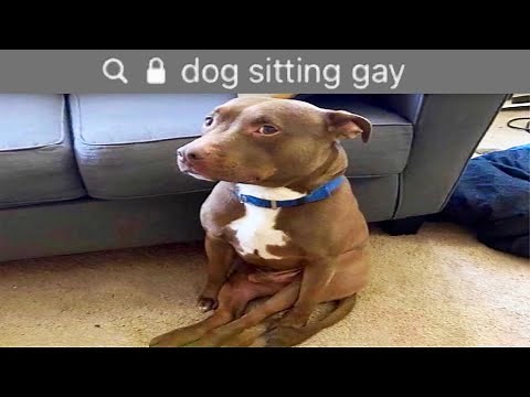 r/Suddenlygay | dog sitting gay