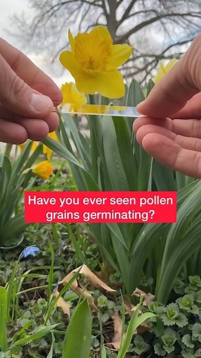 Satisfying Science on Instagram: "Pollen Germination . When a compatible pollen grain lands on the flower stigma, pollen grain germinates and starts growing a tube. . The pollen grain will grow within the flower style all the way towards the ovary until it finds an ovule. . Once the pollen tube finds an ovule, fertilization will happen( pollination is not the same as fertilization). . The pollen tube shuttles 2 sperm cells from the pollen grain to ovule. One of the sperm cells will fertilize the