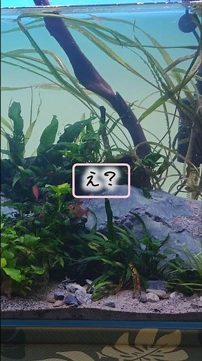 90cm aquarium reroll