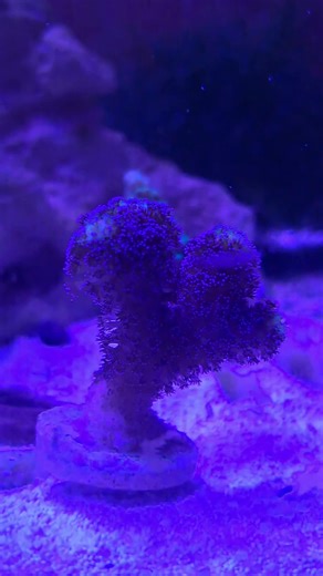 Our SPS Corals are thriving #reeftank #spscoral #saltwateraquarium #CapCut