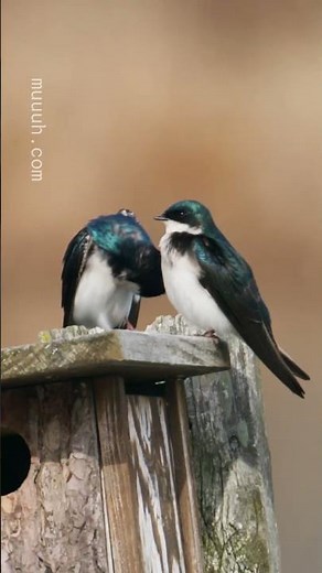 Preening - Tree Swallow (Tachycineta bicolor) :: Animal Behaviour