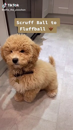 Groom day is my favourite day 🥰😭🥰 #poochon #poochonpuppy #puppy #puppytransformation #puppygroom #poochonsoftiktok #puppiesoftiktok #fyp #fypシ #foryou #foryoupage #tiktokviral