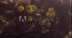 xBluecheek Butterflyfish or Yellow Butterfly Fish in The Coral Reef of The Red Sea of Egypt