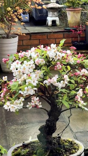 The Beauty of Crab Apple Bonsai Revealed