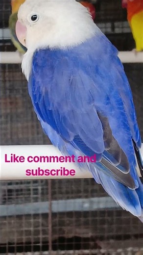 Naughty parrot 🦜 🇦🇺🦜 These Australian Birds Are Absolutely Beautiful! #birdslover