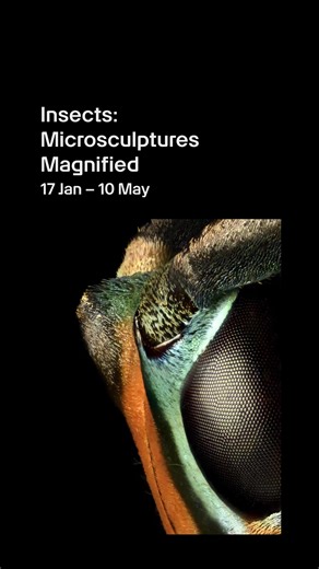 Explore the systems – natural and artificial – that shape existence in two new exhibitions at ArtScience Museum. | ArtScience Museum