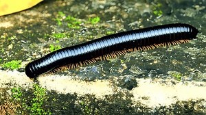 Giant African Millipede 4k Video Stock Footage Video (100% Royalty-free) 3669956233 | Shutterstock