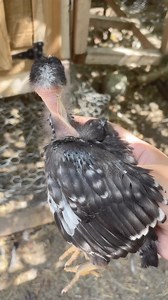 Little Turken's feathers look like daddy rooster’s 🐔#backyardchickens #adorable #animallover #chickens #adsonreels #fypシ #crossbreed #animallover | My lovely Animals