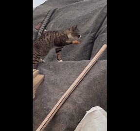 Cat wearing tiny peace-sign gloves stretches its paws in Shandong, China