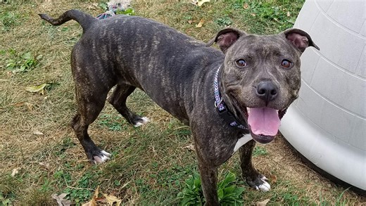 Ask the Shelter: Is it bad if dogs eat bird droppings?