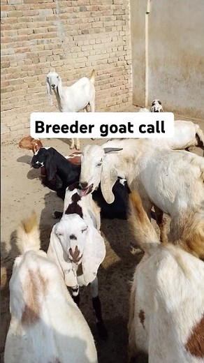 Breeder goat call | Goat mating | Goat in full heat #goat #animals #goatfarming #viralvideo #village