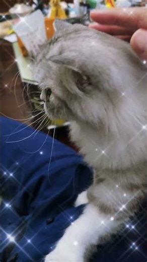 Grumpy 变身小暖猫，爱心马杀鸡～超可爱！Grumpy becomes warm fluffy cat, paw-paw heart massage ~ too adorable!! 🐾❤️😻