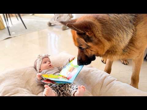 Baby Takes Over the Dog’s Bed… His Reaction Is Priceless